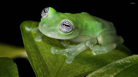 Glass Frogs Wallpapers Wallpaper Cave