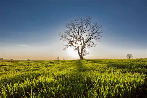 Green Meadow With Big Tree In Middle · Free Stock Photo