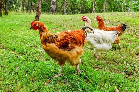 The 6 Easiest Ways To Protect Your Chickens From Predators Off The