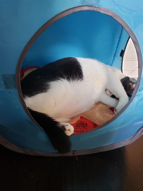 My Sleeping Tuxedo Cat Rthe8bitryanreddit