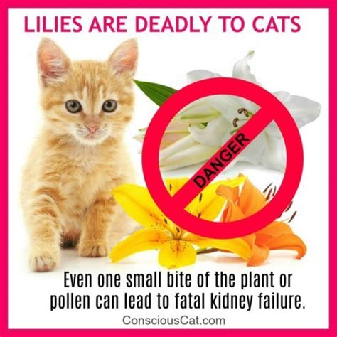 Dangerous Beauty Lilies Can Kill Cats Msah Metairie Small Animal