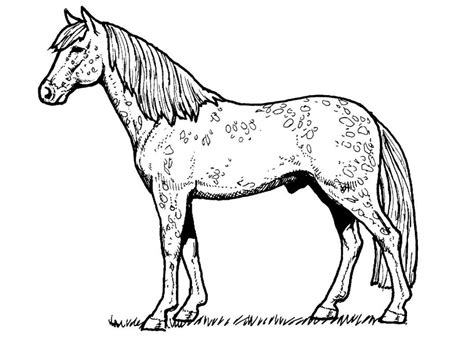 Free Printable Realistic Horse Coloring Pages And Book For Kids