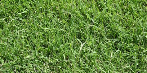 Bermuda Grass Tough To Beat In Heat