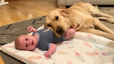 Adorable Golden Retriever Pup Wont Leave Newborn Babys Side Cutest