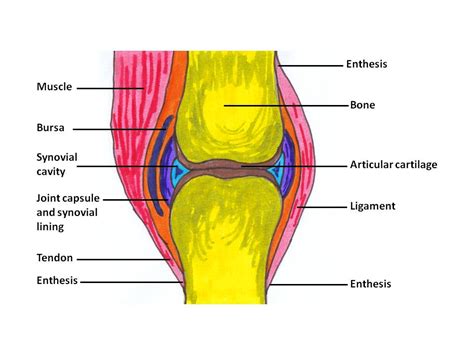 Simple Synovial Joint Diagram