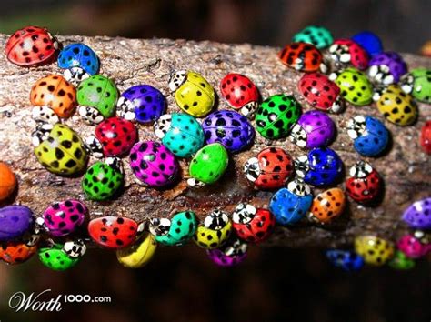 What Color Are Lady Bugs National Geographic
