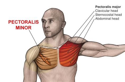 Anatomy And Functions Of The Major Pectoralis Muscle Kenhub My Xxx
