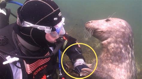 Diver Confused What Playful Seal Wants— Until He Stretches Out His Hand Youtube