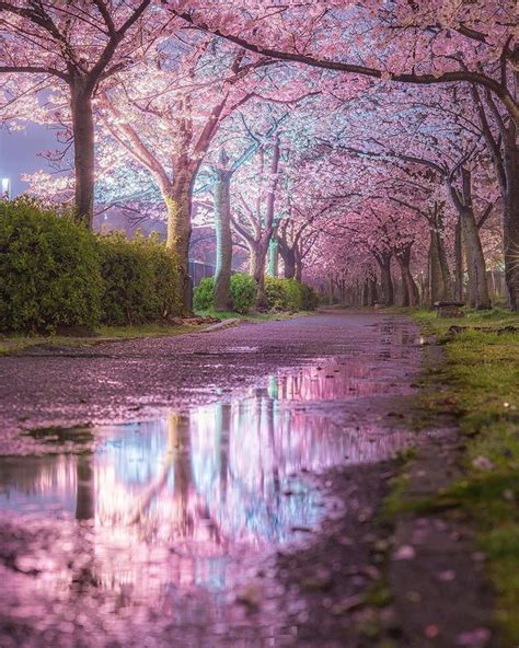 Pink Blossoms Reflections Hyogo Japan Trueinspiringstories