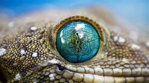 ≡ 20 Amazing Macro Photos That Take You To Another World Brain Berries