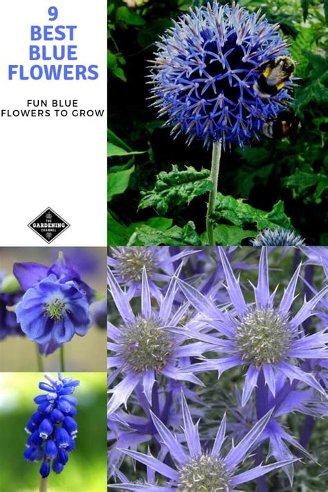 A List Of The Best Blue Flowers For Your Garden Gardening Channel