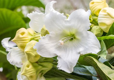 Irish Flowers You Should Know For St Patricks Day Petal Talk