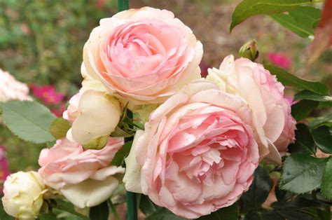Eden Rose Szkółka Róż Rosarium