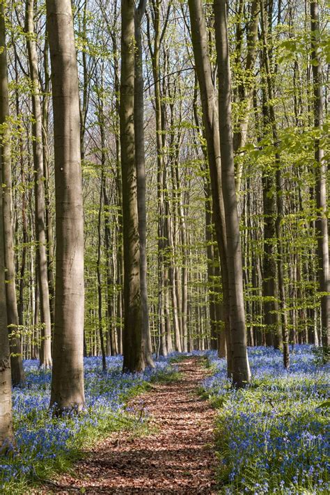 Belgium Best Kept Secret The Bluebells Forest In Hallerbos