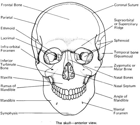 Most of these bones are joined together by sutures, which are the orange lines on this skull model. Arthur's Medical Clipart: Skeletal System images | Skull ...