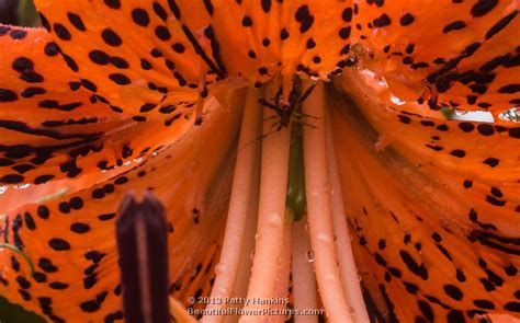 Tiger Lilies Beautiful Flower Pictures Blog