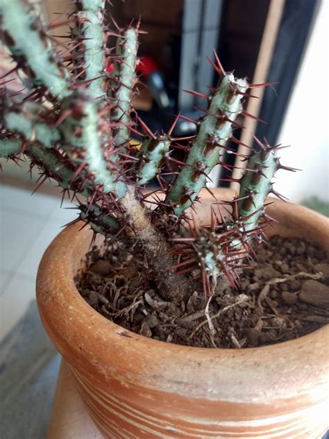 ¡no dejes de tener un cactus! ¿Qué es esta mancha en mi cactus?