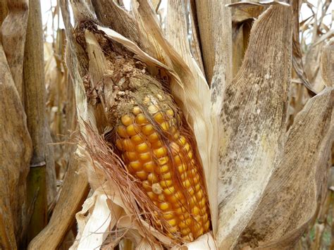 By the world health organization. Fungal mating: Next weapon against corn aflatoxin?