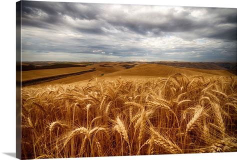 Golden Wheat Fields Under A Cloudy Sky Palouse Washington United