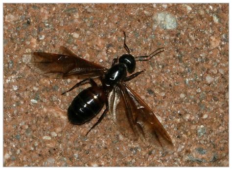 Treknature Winged Ant Photo