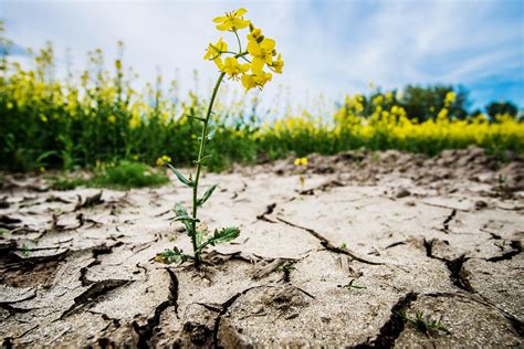 World Day To Combat Desertification And Drought 2023 Awareness Days