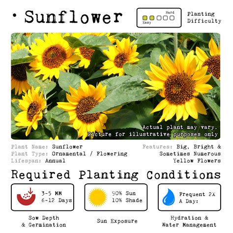 How to harvest and store sunflowers. Sunflower Grow Kit | Ornamental Kit | Sow & Gro | MNLGrowkits
