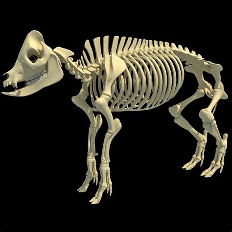 Pig Skeleton Pig Skeleton Pigskeleton Skull Anatomy Skeleton