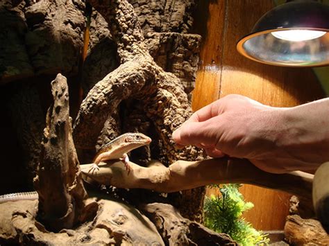 How And What To Feed Your Pet Lizard Infolific