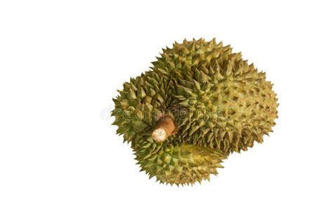 372 Durian Shell Isolated Stock Photos Free And Royalty Free Stock