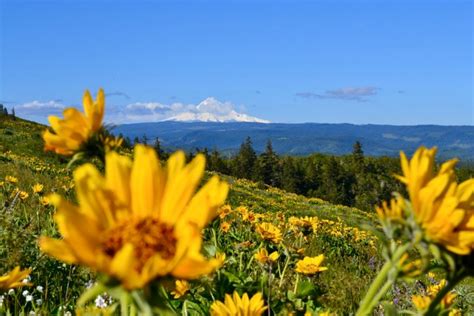 Oregon Wildflowers The Best Wildflower Hikes Oregon Tails