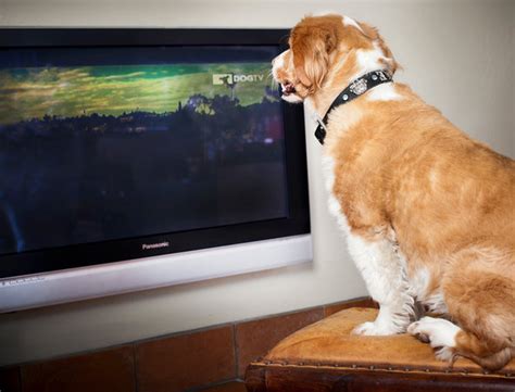 Should Your Dog Be Watching Tv The New York Times