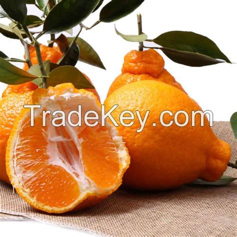 Wholesale High Quality Grafted Mandarin Orange Citrus Limonlemon Tree