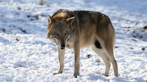 New Study Finds Gray Wolves In China Have Various Lineages Cgtn