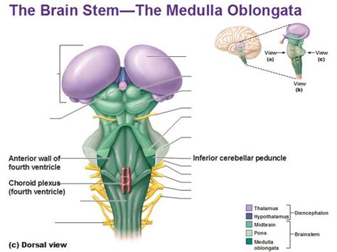 Dorsal View Of The Medulla Oblongata Choroid Plexus Fourth Ventricle