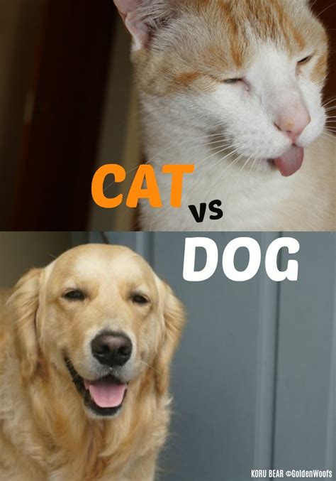 Cat Vs Dog Which Pet Is The Best Pet For You Golden Woofs