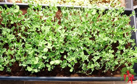 Growing Pea Shoots Indoors How To Grow Pea Shoots At Home