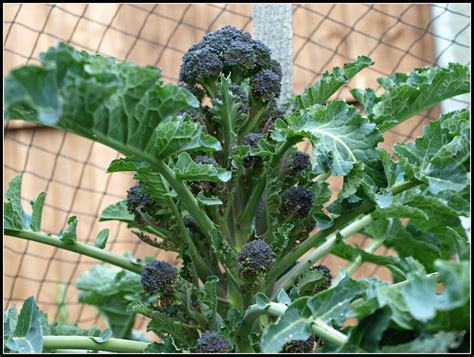 Marks Veg Plot Purple Sprouting Broccoli
