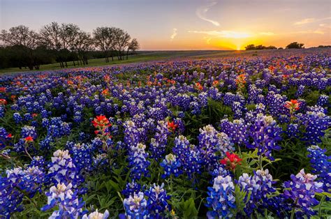 Texas Wildflower Bluebonnet And Indian Paintbrush Filed In Sunset