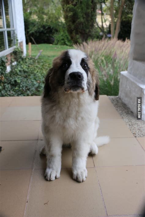 Vector illustration hand draw isolated on white background. 3 month old St. Bernard - 9GAG