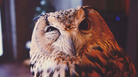 Download Funny Owl Eye Twitching Picture