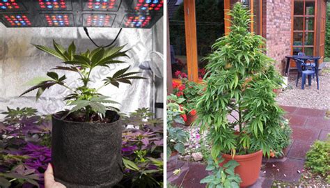 Best Pots For Growing Weed Herbies Seeds Uk