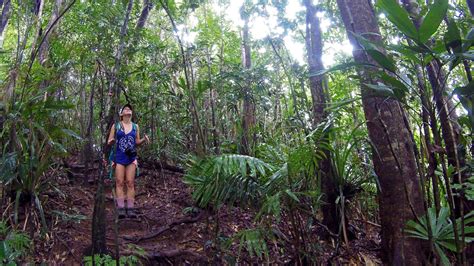 Daintree Rainforest Mt Sorrow Hiking Trail One Of The Most Challenging And Natural Trails In
