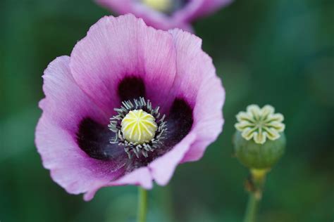 How Did Opium Poppies Get Their Painkilling Properties Live Science