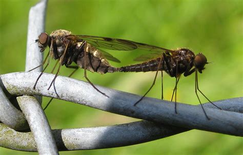 Mating Black Gnats Entomology Fly Tying