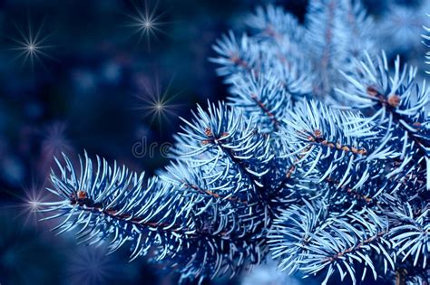 Magic Branches Of Blue Spruces Stock Image Image Of Evergreen Design