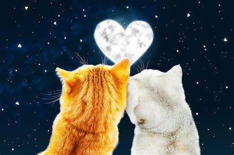 Premium Photo Loving Couple Of Cats Look At The Night Sky
