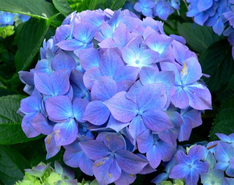 Hydrangea Wallpapers Images Photos Pictures Backgrounds