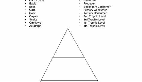 food chain pyramid worksheet