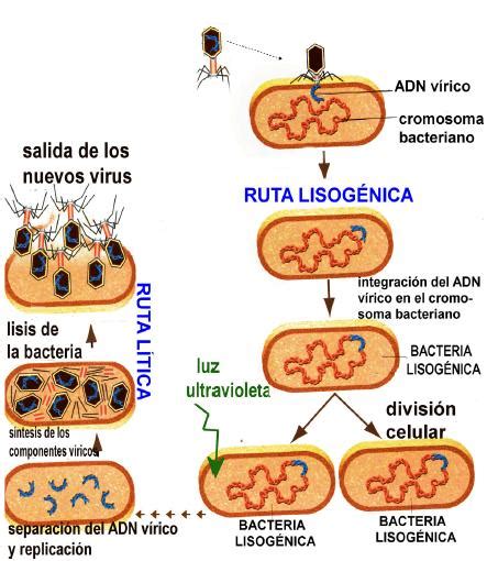 Biodiversos Luz Virus