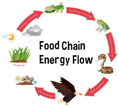 However, they also are known to go after secondary consumers, like baby hippos and crocodiles. Food Chain Facts for Kids (All You Need to Know!)